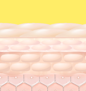 ビタミンC誘導体が肌に浸透している様子